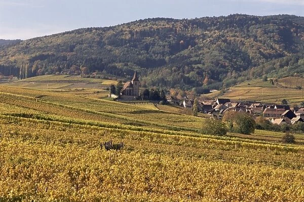Vineyards, Hunawihr, Alsace, France, Europe