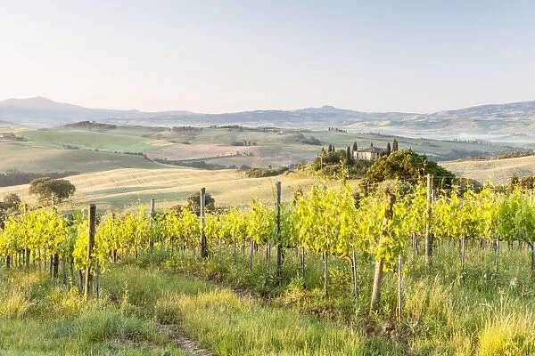 Vineyards and Il Belvedere on the Val d Orcia, UNESCO World Heritage Site, Tuscany, Italy, Europe