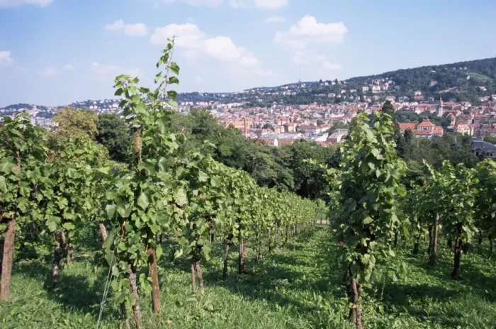 Framed Print : Vineyards at Karlshohe