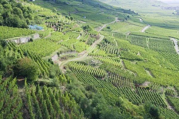 Vineyards, Kaysersberg, Alsace, France, Europe