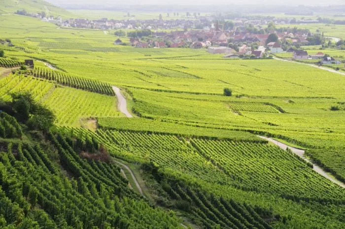 Framed Print : Vineyards, Kaysersberg, Alsace, France, Europe Framed Print : Vineyards, Kaysersberg, Alsace, France, Europe