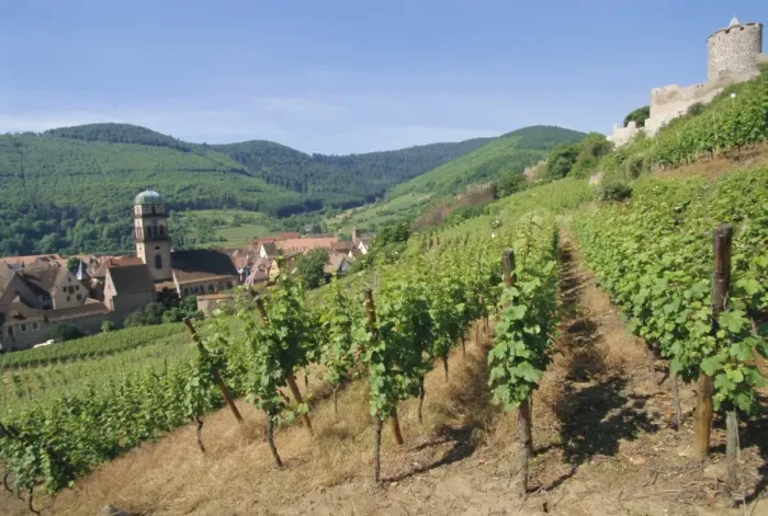 Framed Print : Vineyards, Kaysersberg, Haute-Rhin, France, Europe