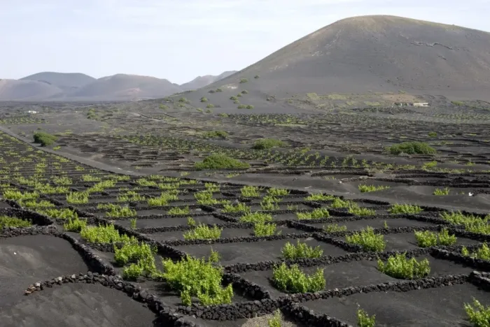 Framed Print : Vineyards of La Geria on volcanic ash of 1730s eruptions, Lanzarote, Canary Islands Framed Print : Vineyards of La Geria on volcanic ash of 1730s eruptions, Lanzarote, Canary Islands