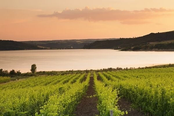 Vineyards at Lago di Corbara Lake at sunset, Perugia District, Umbria, Italy, Europe
