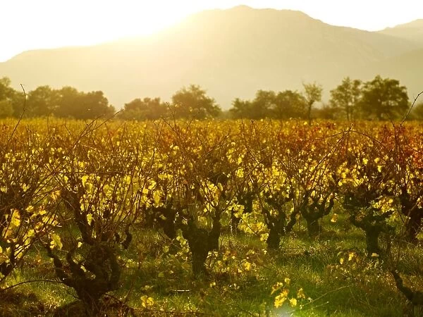 Vineyards, Languedoc Roussillon, France, Europe