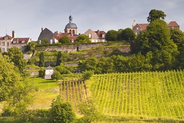The vineyards of Le Clos below the hilltop village of Vezelay in Burgundy, France, Europe