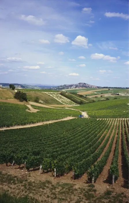 Framed Print : Vineyards, Loire Valley and Sancerre in the Distance, France Framed Print : Vineyards, Loire Valley and Sancerre in the Distance, France
