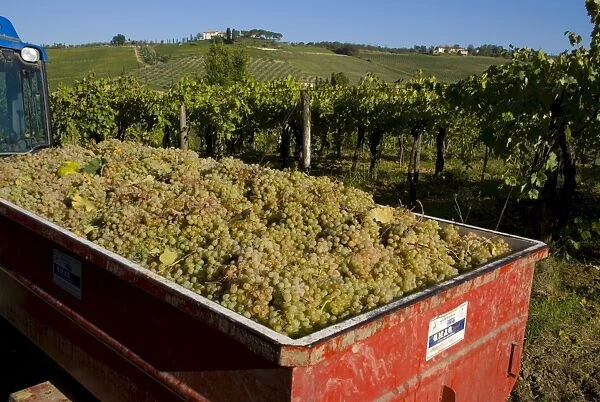 Vineyards at Lucignano, Tuscany, Italy, Europe