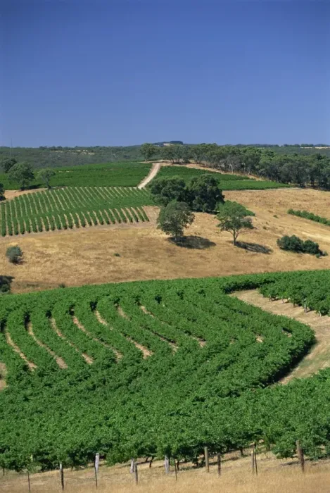 Framed Print : Vineyards, McLaren Vale, Clarendon, South Australia, Australia, Pacific Framed Print : Vineyards, McLaren Vale, Clarendon, South Australia, Australia, Pacific