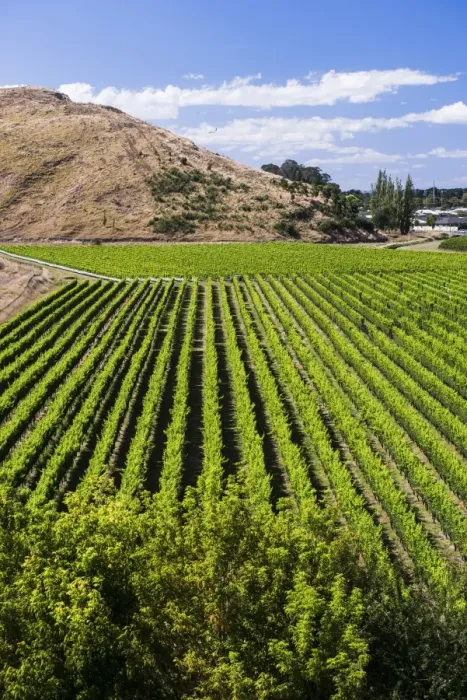 Framed Print : Vineyards at Mission Estate Winery, Napier, Hawkes Bay Region, North Island, New Zealand Framed Print : Vineyards at Mission Estate Winery, Napier, Hawkes Bay Region, North Island, New Zealand