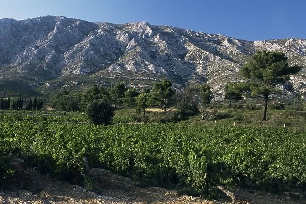 Vineyards and Montagne Ste. Victoire, near Aix-en-Provence, Bouches-du-Rhone