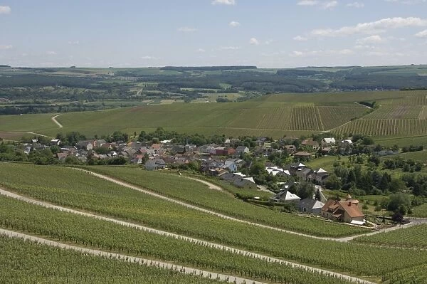 Vineyards in the Moselle Valley, Luxembourg, Europe