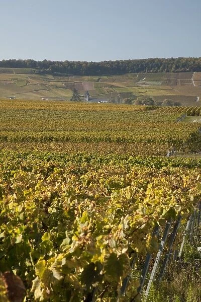 Vineyards near Avize, Champagne-Ardenne, France, Europe