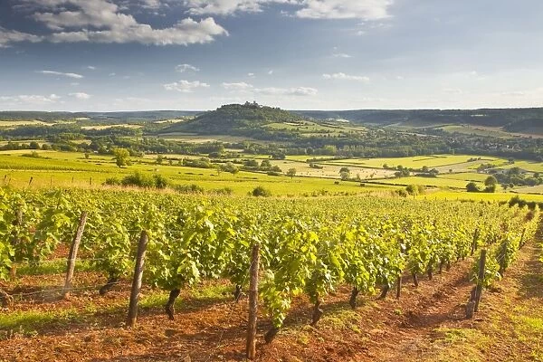 Vineyards near to the Beaux Village de France of Vezelay in the Yonne area, Burgundy, France, Europe