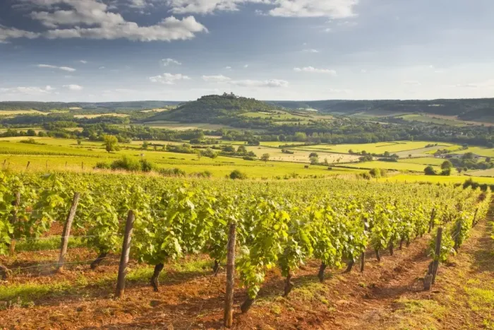 Framed Print : Vineyards near to the Beaux Village de France of Vezelay in the Yonne area, Burgundy, France, Europe Framed Print : Vineyards near to the Beaux Village de France of Vezelay in the Yonne area, Burgundy, France, Europe