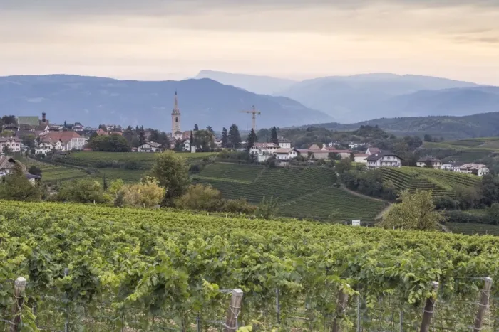 Framed Print : Vineyards near to Caldaro, South Tyrol, Italy, Europe Framed Print : Vineyards near to Caldaro, South Tyrol, Italy, Europe