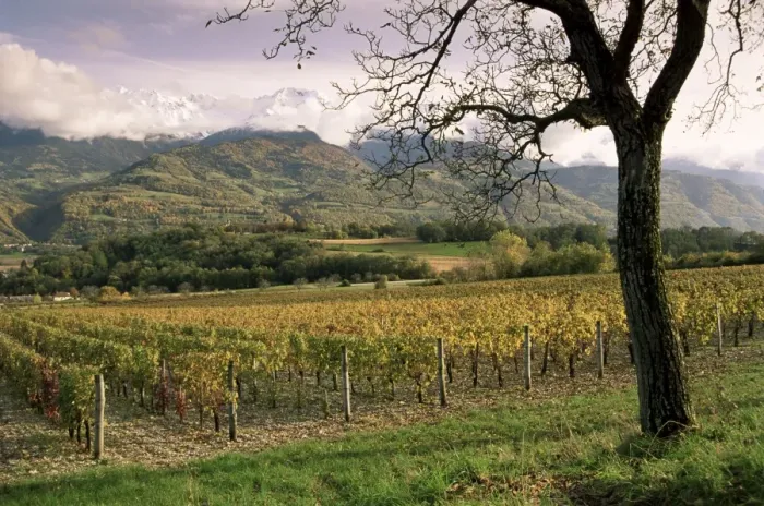 Framed Print : Vineyards near Chambery, Savoie, Rhone Alpes, France, Europe Framed Print : Vineyards near Chambery, Savoie, Rhone Alpes, France, Europe