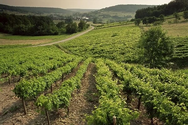 Vineyards near Coiffy le Haut, Haute Marne, Champagne, France, Europe