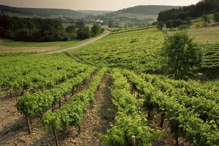 Framed Print : Vineyards near Coiffy le Haut, Haute Marne, Champagne, France, Europe Framed Print : Vineyards near Coiffy le Haut, Haute Marne, Champagne, France, Europe