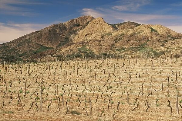 Vineyards near Corte, Corsica, France, Europe