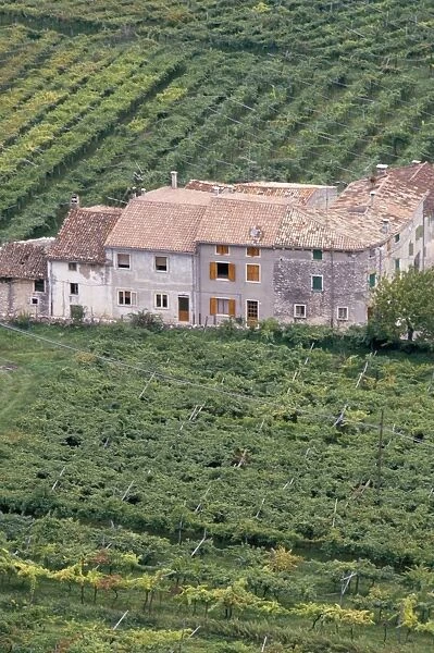 Vineyards near Fumane in the centre of the Valpolicella Classico zone