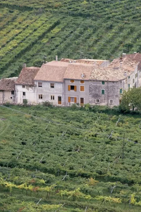 Framed Print : Vineyards near Fumane in the centre of the Valpolicella Classico zone Framed Print : Vineyards near Fumane in the centre of the Valpolicella Classico zone