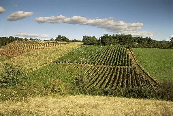 Vineyards near Geaune, Tursan, Landes, Aquitaine, France, Europe