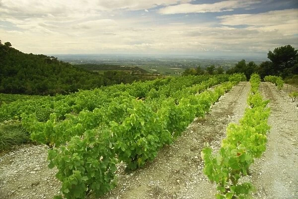 Vineyards near Gigondas, Vaucluse, Provence, France, Europe