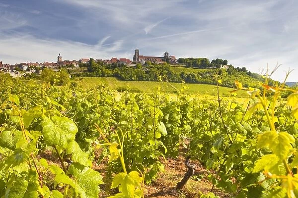 Vineyards near to the hilltop village of Vezelay in the Yonne area of Burgundy, France, Europe