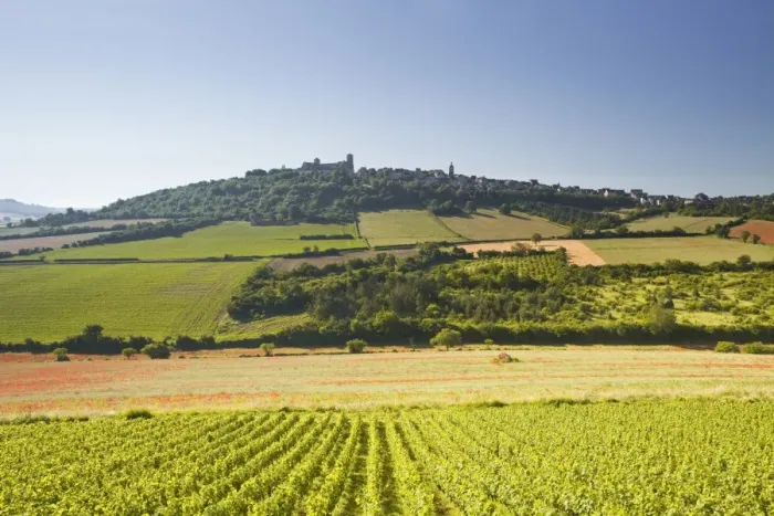 Framed Print : Vineyards near to the hilltop village of Vezelay in the Yonne area of Burgundy, France, Europe Framed Print : Vineyards near to the hilltop village of Vezelay in the Yonne area of Burgundy, France, Europe
