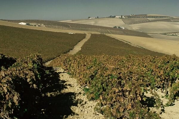 Vineyards near Jerez