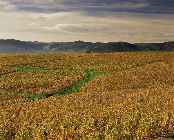 Vineyards near Lentigne, Beaujolais-Rhone, Rhone Alpes, France, Europe