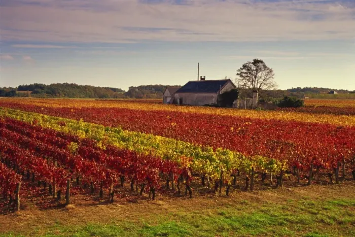 Framed Print : Vineyards near Loches, Indre et Loire, Touraine, Loire Valley, France, Europe