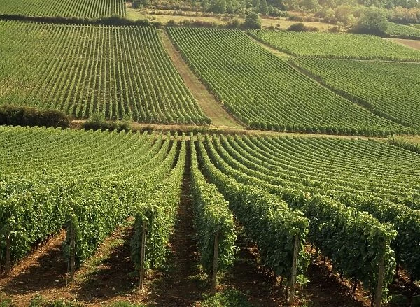 Vineyards near Lugny, Burgundy (Bourgogne), France, Europe