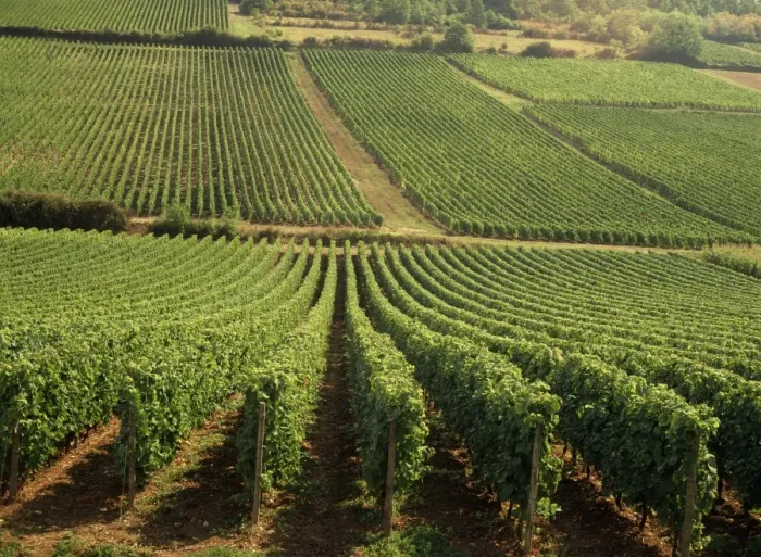 Framed Print : Vineyards near Lugny, Burgundy (Bourgogne), France, Europe Framed Print : Vineyards near Lugny, Burgundy (Bourgogne), France, Europe