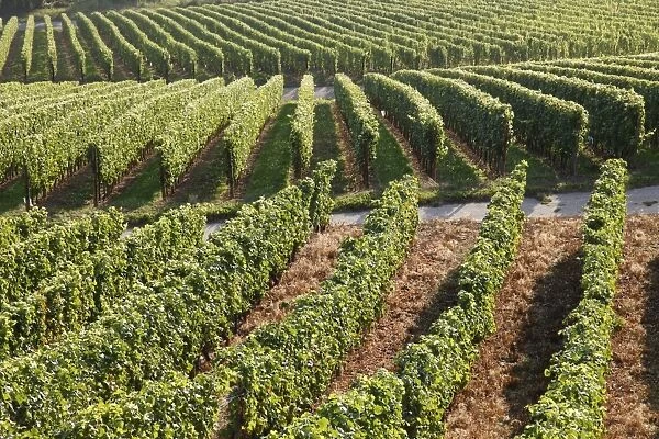 Vineyards near Machtum, Mosel Valley, Luxembourg, Europe
