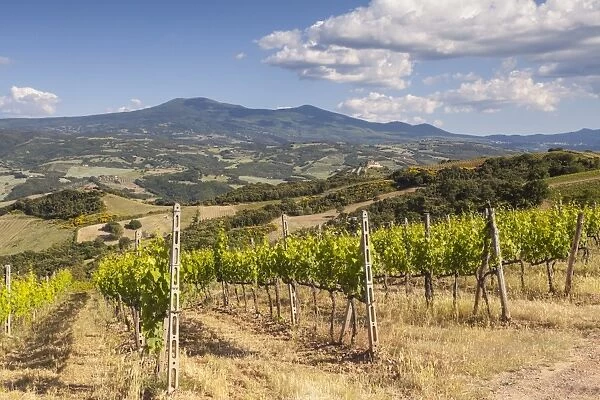 Vineyards near to Montalcino, Val d Orcia, UNESCO World Heritage Site, Tuscany, Italy, Europe