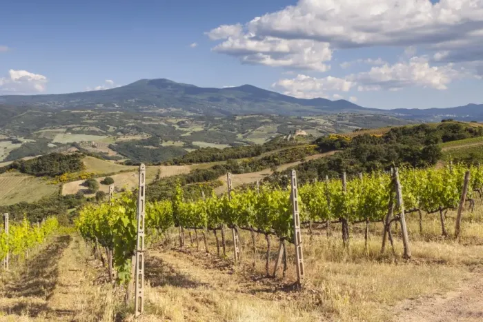 Framed Print : Vineyards near to Montalcino, Val d Orcia, UNESCO World Heritage Site, Tuscany, Italy, Europe Framed Print : Vineyards near to Montalcino, Val d Orcia, UNESCO World Heritage Site, Tuscany, Italy, Europe