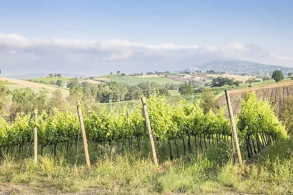 Vineyards near to Montefalco, known for its red wine of Sagrantino, Val di Spoleto