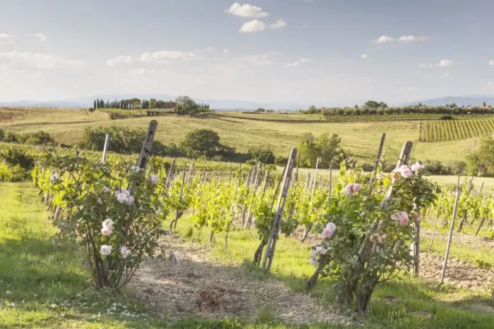 Framed Print : Vineyards near to Montepulciano, Tuscany, Italy, Europe Framed Print : Vineyards near to Montepulciano, Tuscany, Italy, Europe