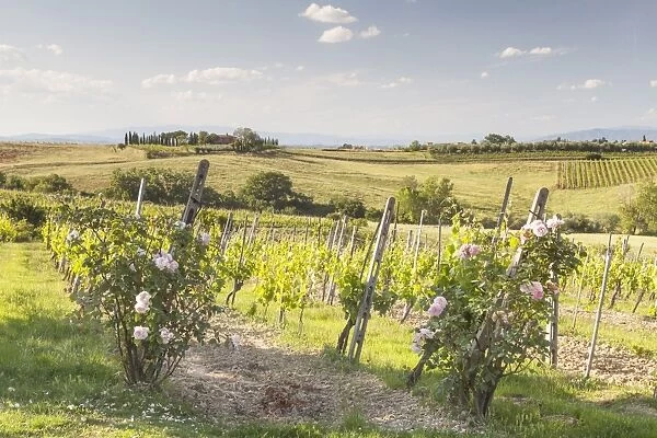 Vineyards near to Montepulciano, Tuscany, Italy, Europe