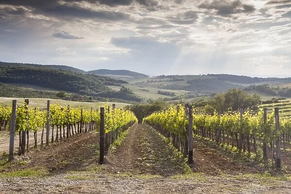 Vineyards near to Montepulciano, Val d Orcia, UNESCO World Heritage Site, Tuscany, Italy, Europe
