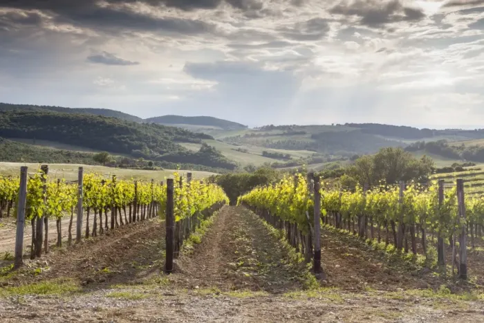 Framed Print : Vineyards near to Montepulciano, Val d Orcia, UNESCO World Heritage Site, Tuscany, Italy, Europe Framed Print : Vineyards near to Montepulciano, Val d Orcia, UNESCO World Heritage Site, Tuscany, Italy, Europe