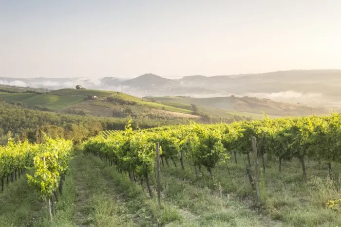 Framed Print : Vineyards near to Orveito, Umbria, Italy, Europe Framed Print : Vineyards near to Orveito, Umbria, Italy, Europe