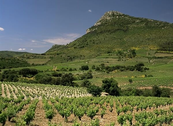 Vineyards near Pezenas, Herault, Languedoc-Roussillon, France, Europe