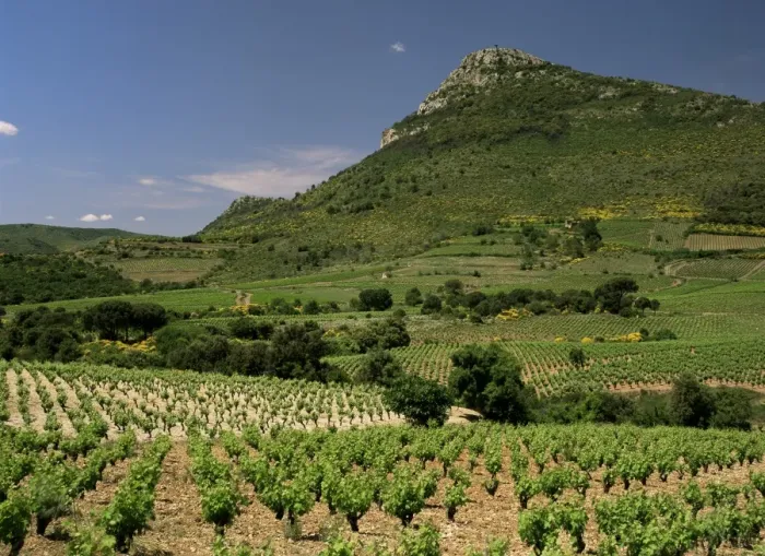 Framed Print : Vineyards near Pezenas, Herault, Languedoc-Roussillon, France, Europe Framed Print : Vineyards near Pezenas, Herault, Languedoc-Roussillon, France, Europe