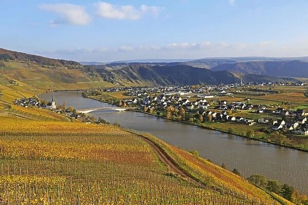 Vineyards near Piesport, Moselle Valley, Rhineland-Palatinate, Germany, Europe