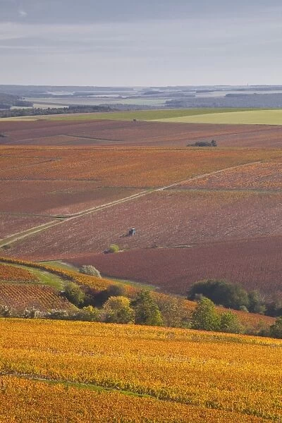 Vineyards near to Prehy in Burgundy, France, Europe