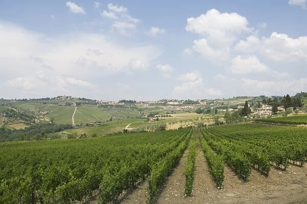 Vineyards near Radda