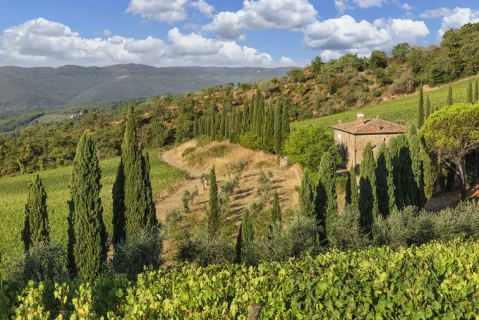 Framed Print : Vineyards near Radda in Chianti, Chianti, Firenze District, Tuscany, Italy, Europe